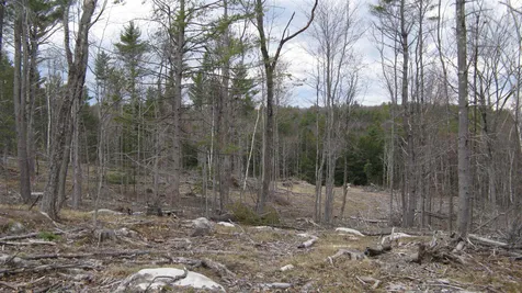 Lot 68 Drew Hill Road Alton NH 03809