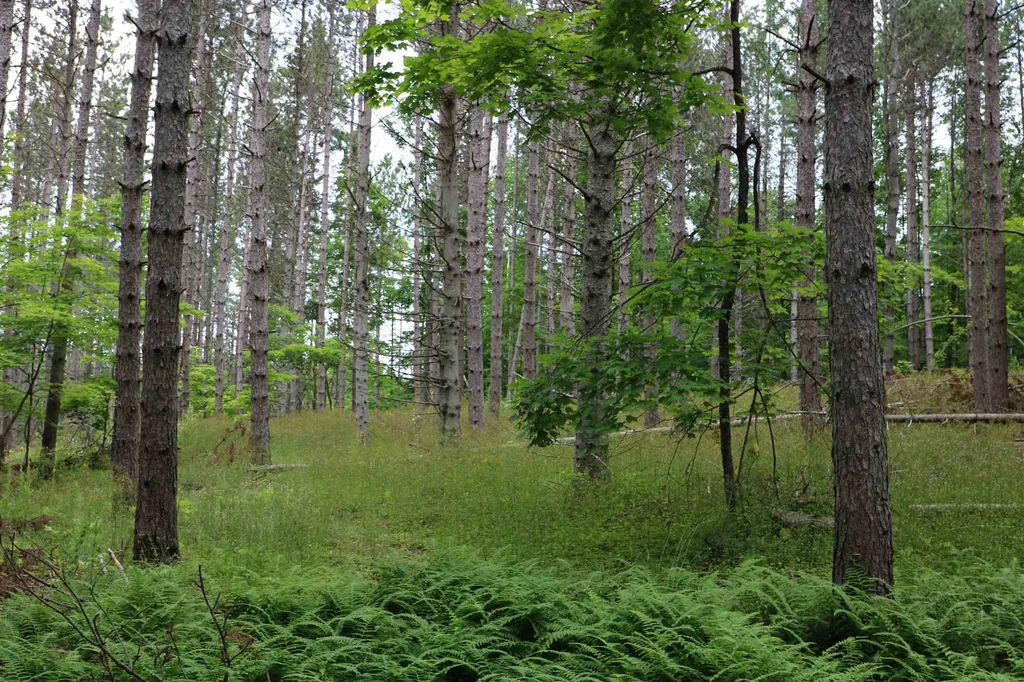 0 Braintree Hill Road Braintree VT 05060