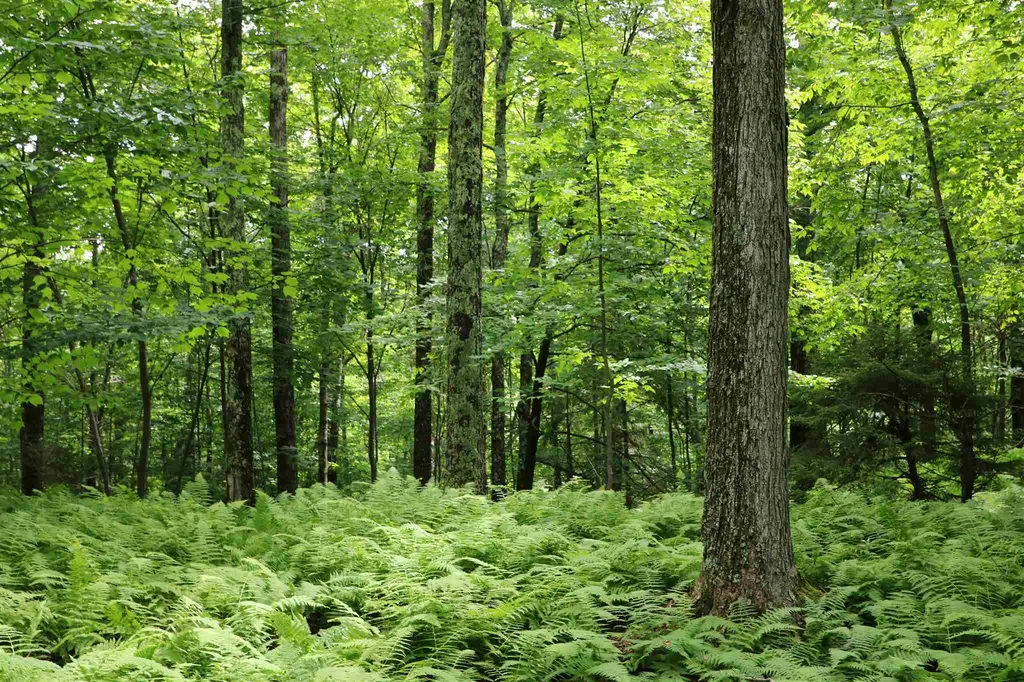 0 Braintree Hill Road Braintree VT 05060