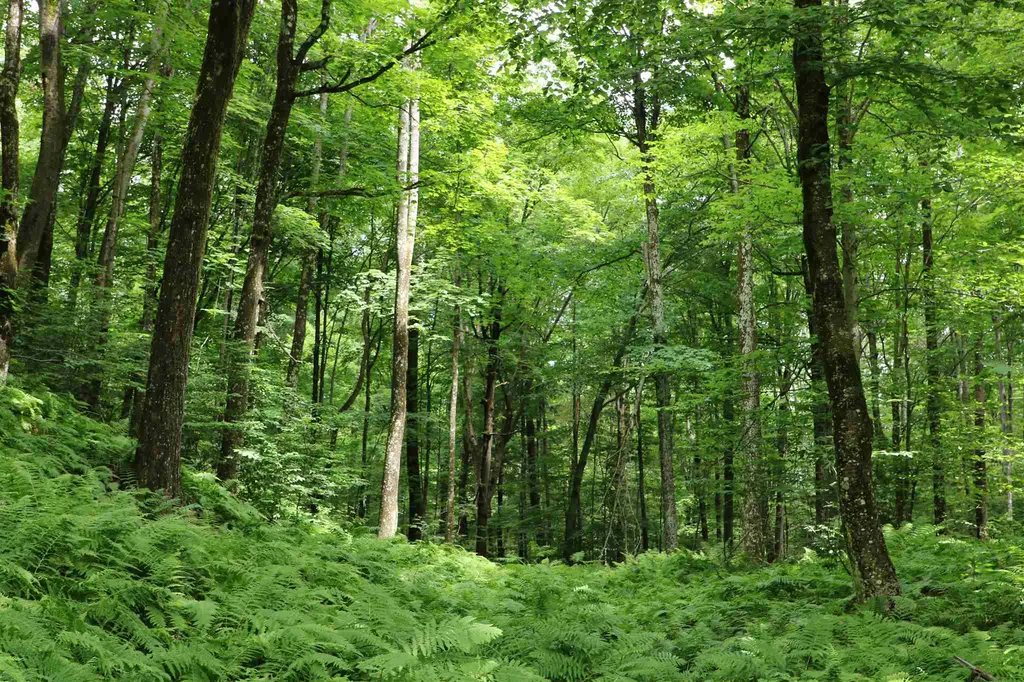 0 Braintree Hill Road Braintree VT 05060