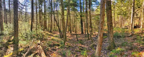 1765 Vt Route 125 Hancock VT 05748