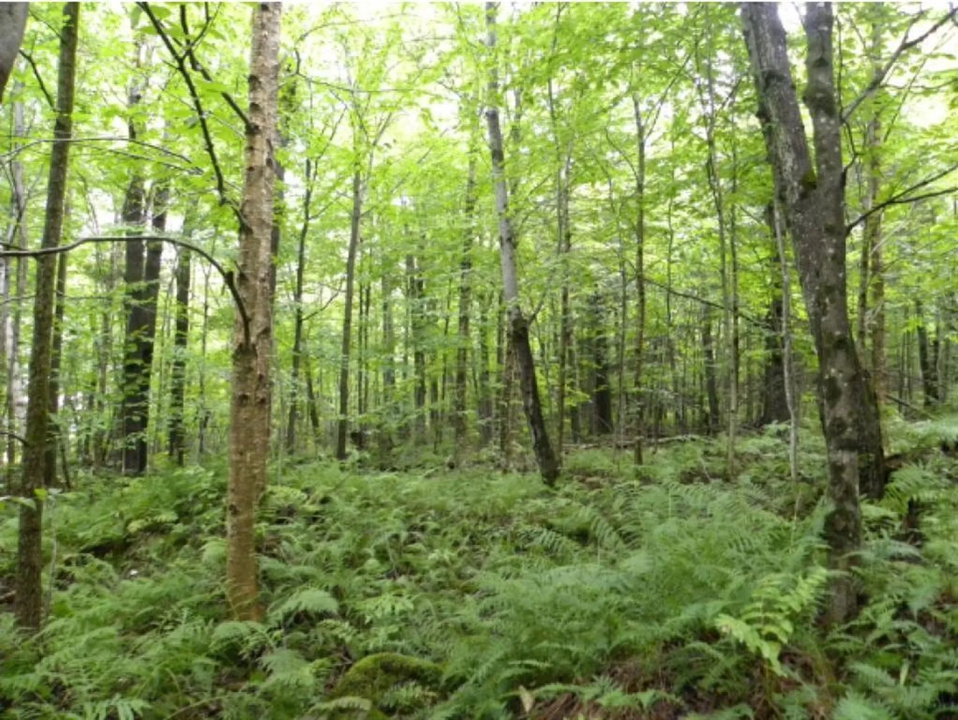 Off Ball Ground Road Westfield VT 05874