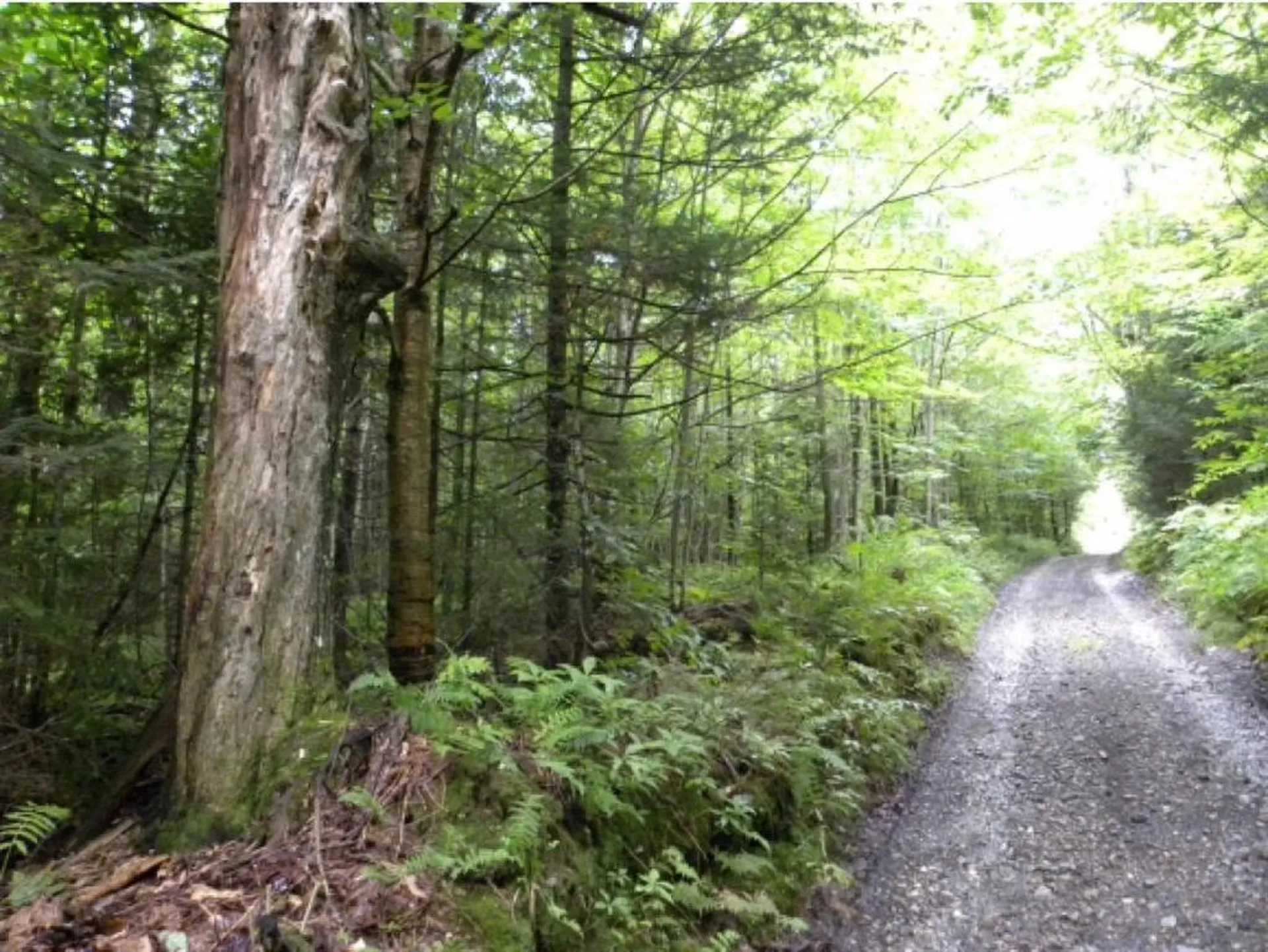 Off Ball Ground Road Westfield VT 05874
