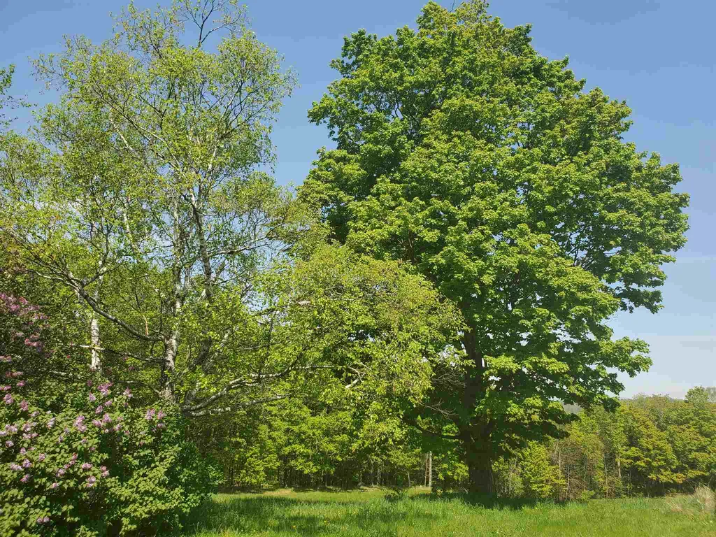 263 Thurston Hollow Corinth VT 05039