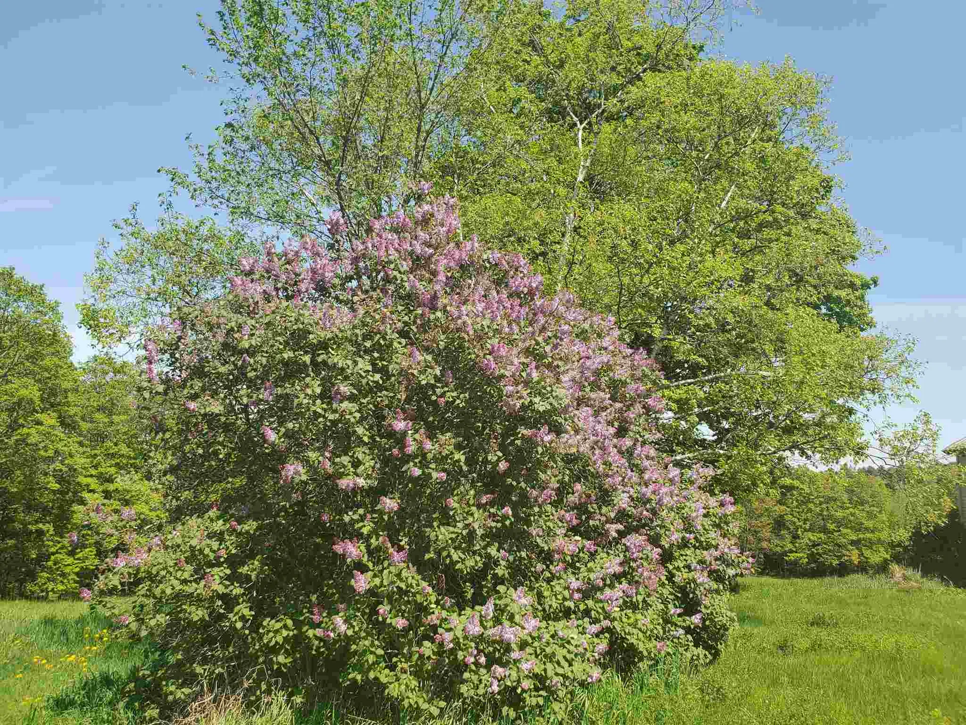 263 Thurston Hollow Corinth VT 05039