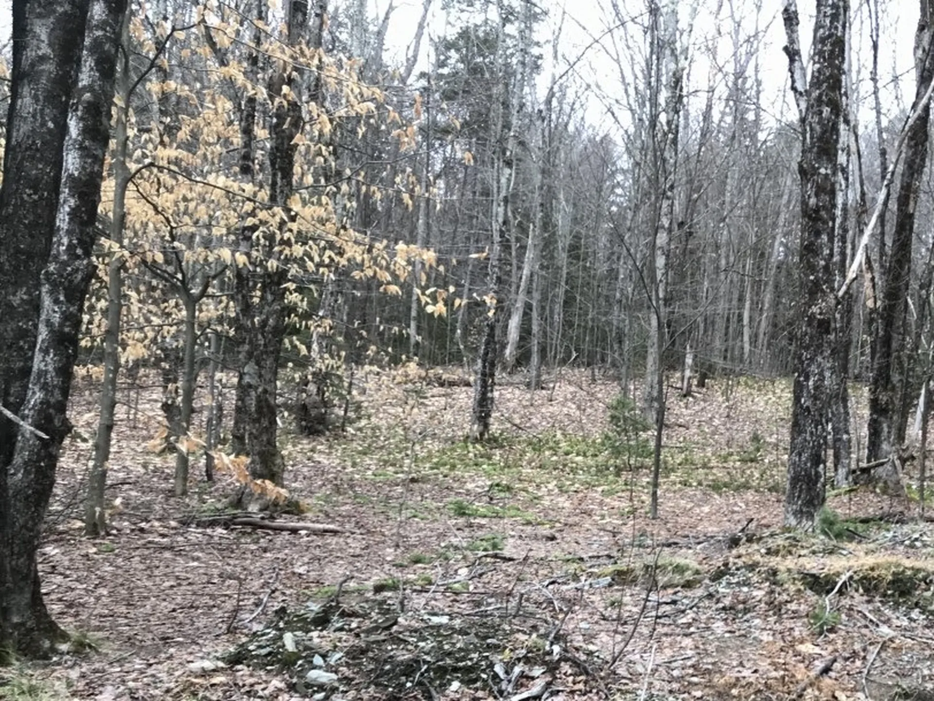 10-099 Old Log Road Stockbridge VT 05772