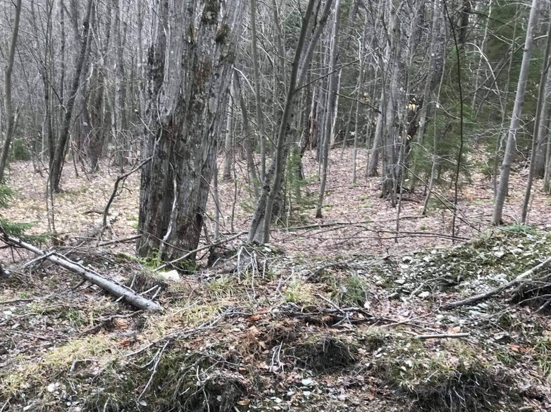 10-099 Old Log Road Stockbridge VT 05772