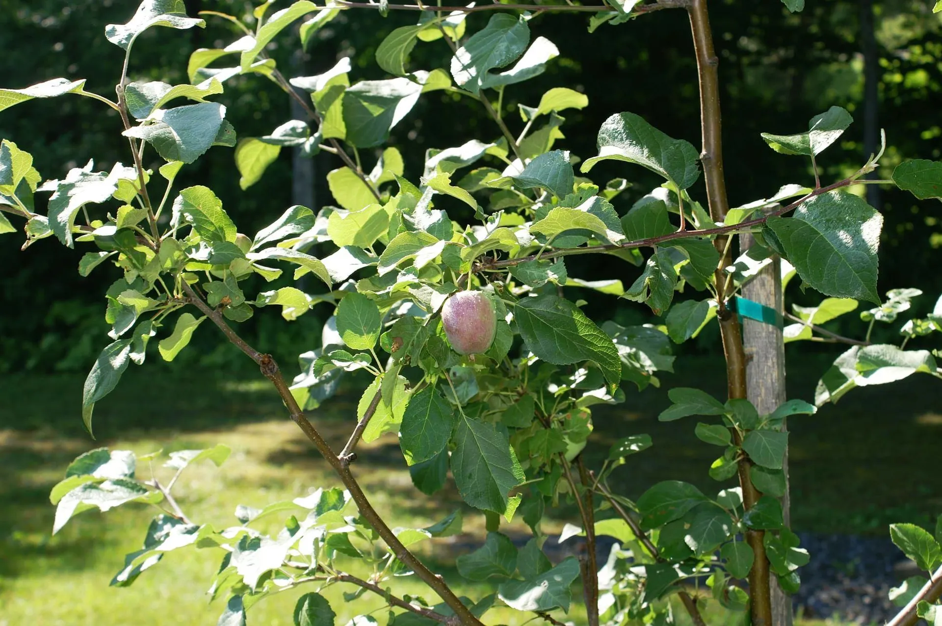 157 Felicity 1st Avenue Williamstown VT 05679