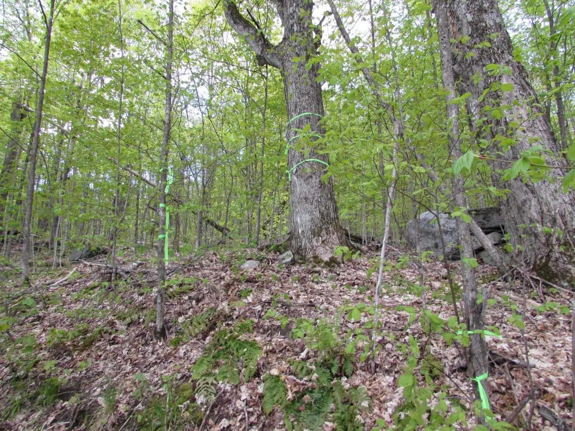 455 Valliant Place Corinth VT 05039