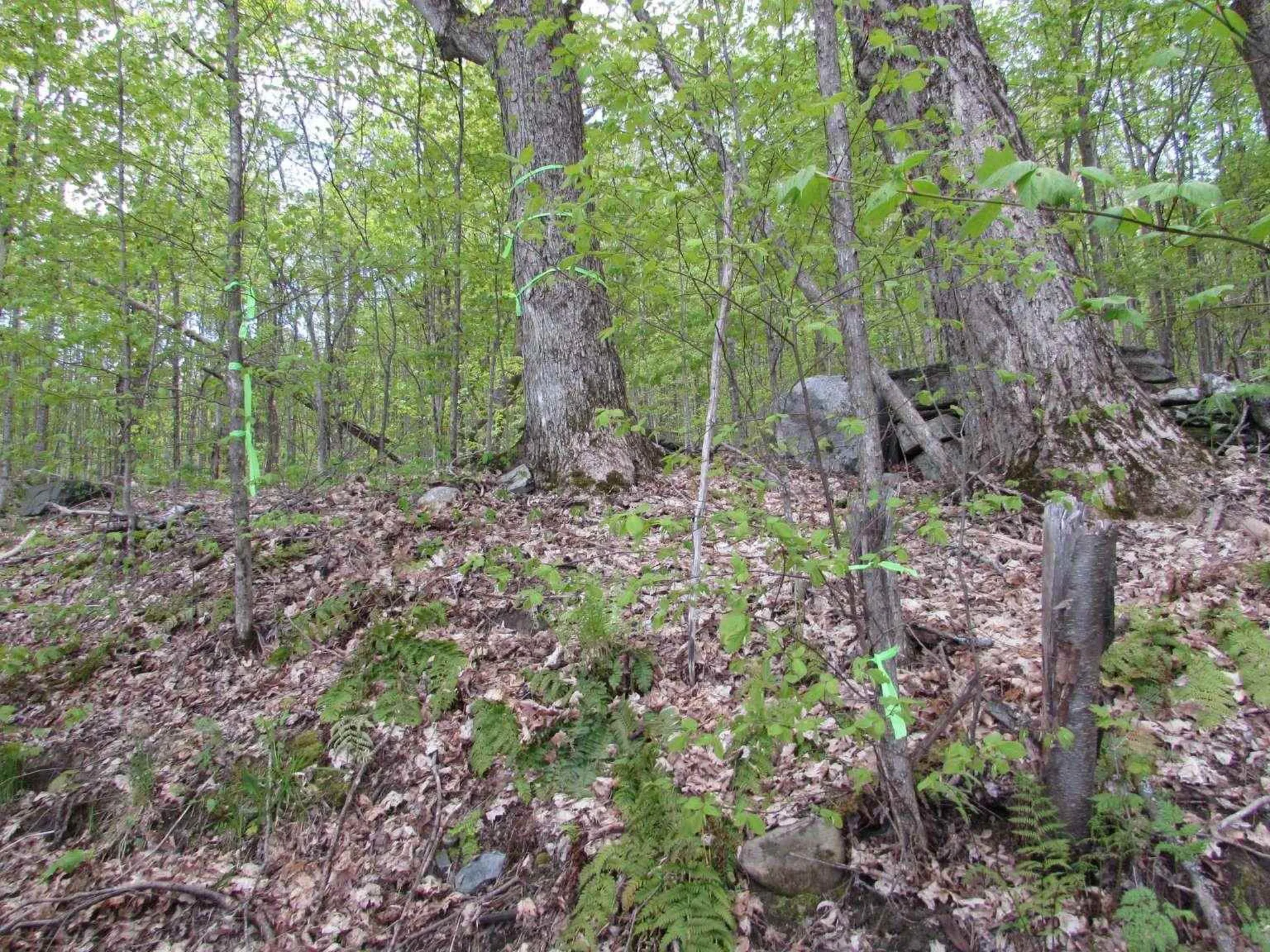 455 Valliant Place Corinth VT 05039