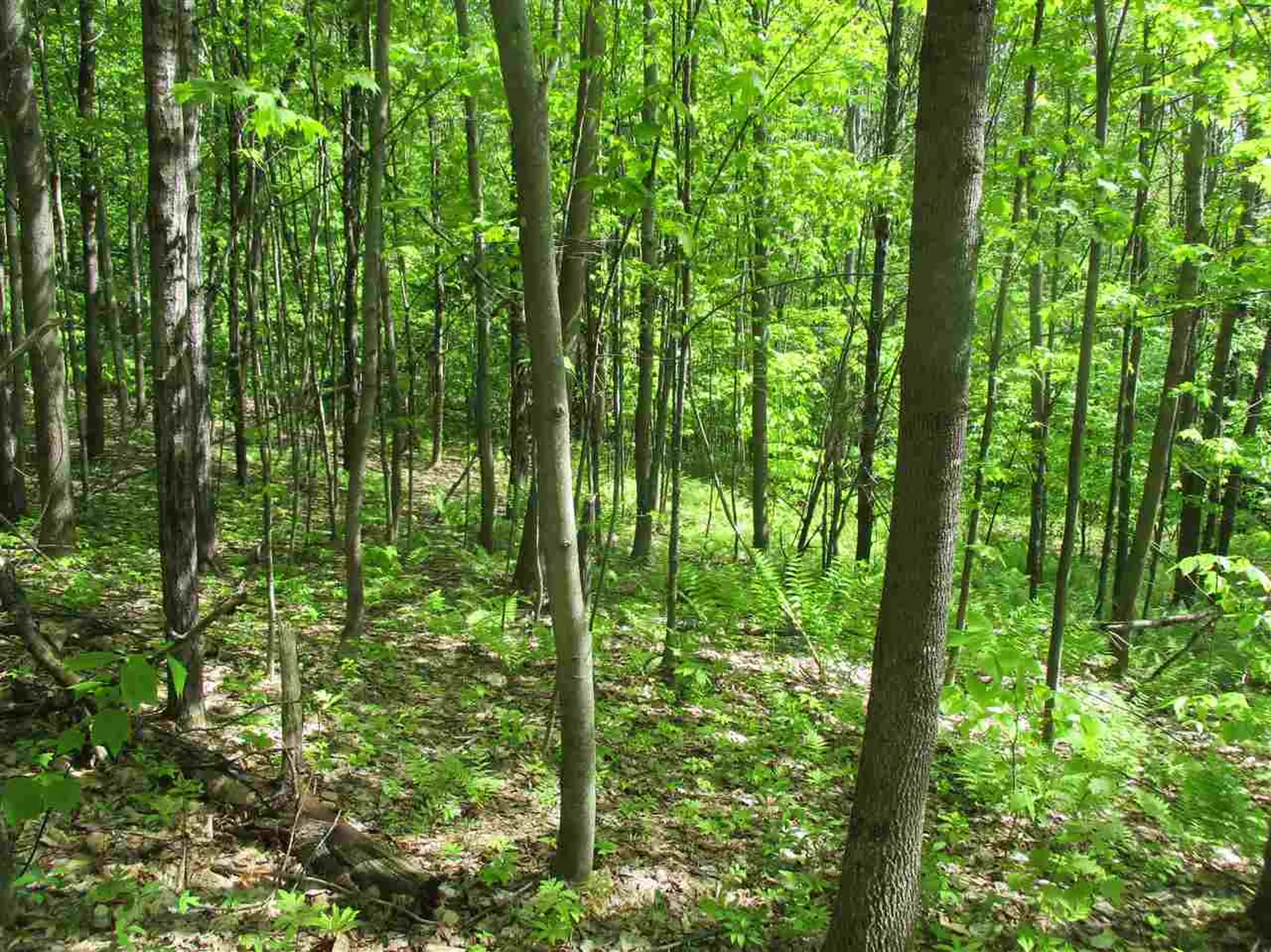 0 Brink Hill Road Bethel VT 05032