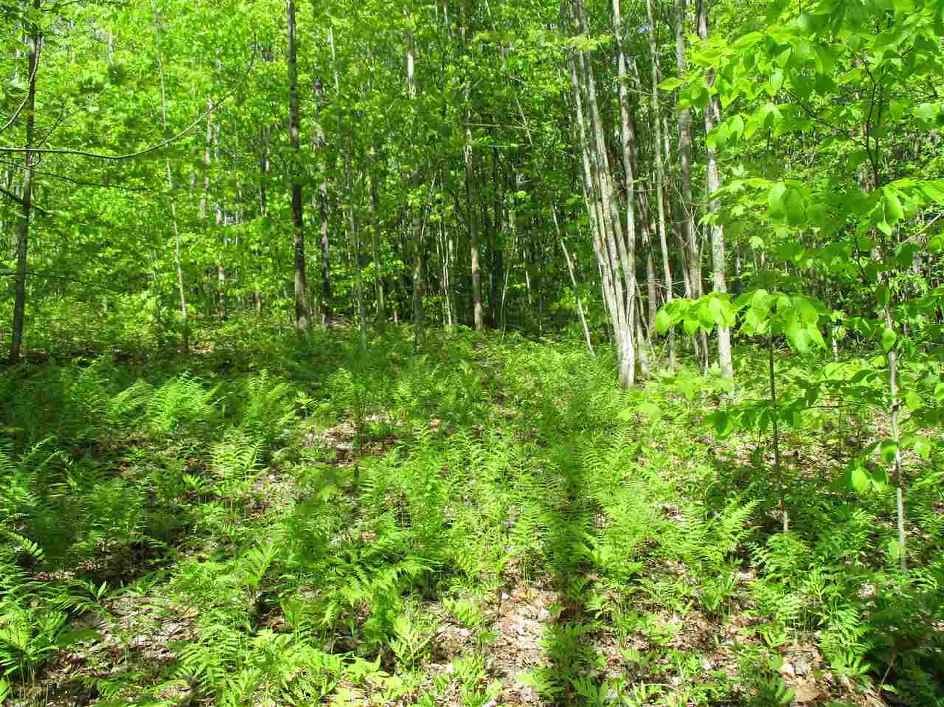 0 Brink Hill Road Bethel VT 05032