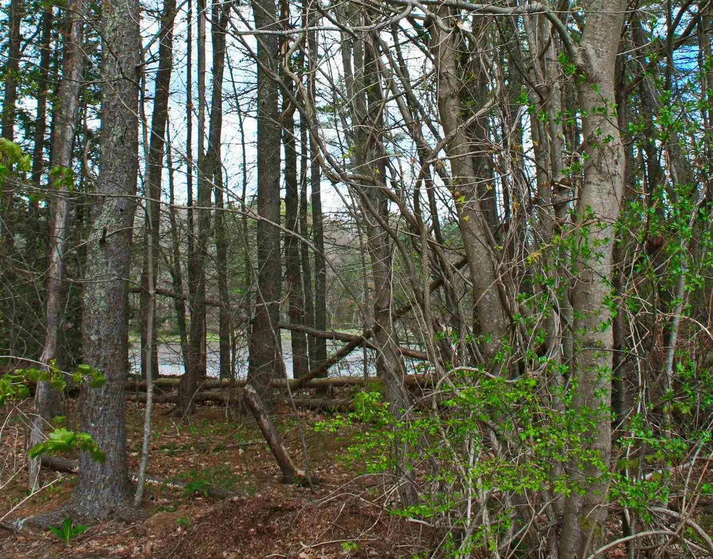 104 Bellamy Woods Common Dover NH 03820