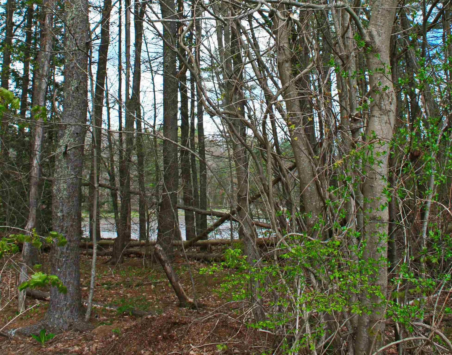 104 Bellamy Woods Common Dover NH 03820