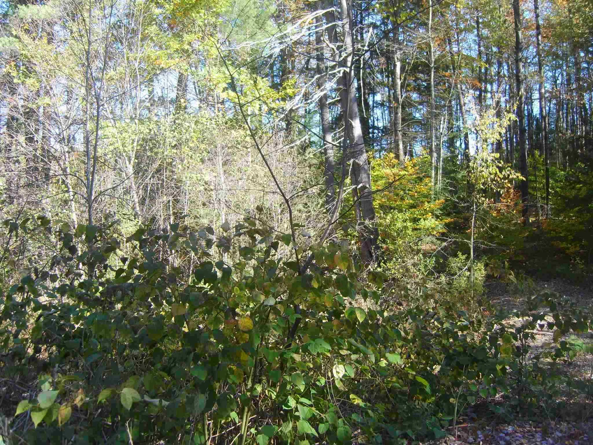 Lot 4 N Woodard Way Castleton VT 05735