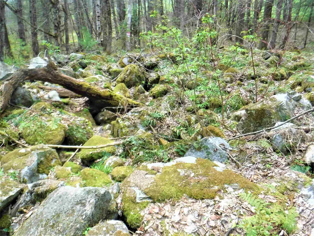 00 Symes Pond Road Ryegate VT 05042