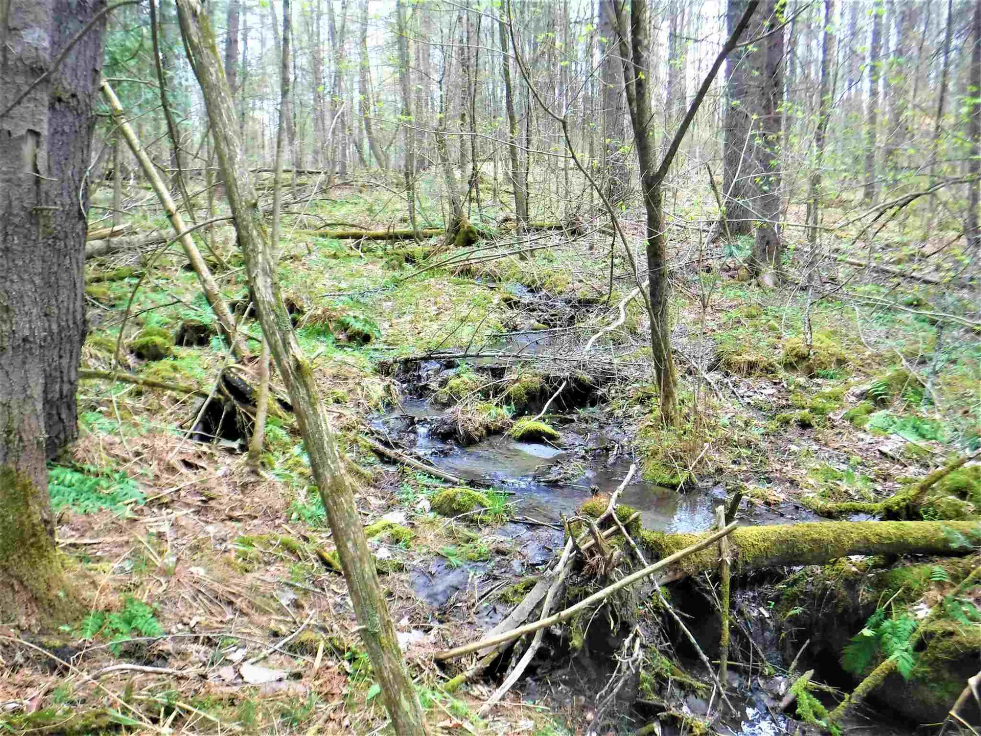 00 Symes Pond Road Ryegate VT 05042