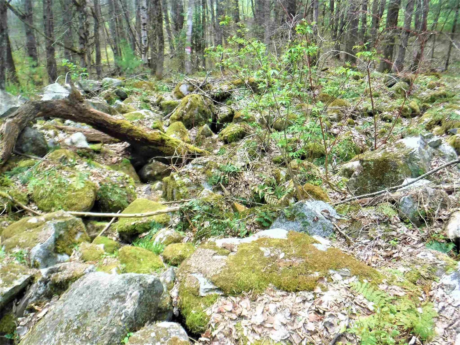 00 Symes Pond Road Ryegate VT 05042