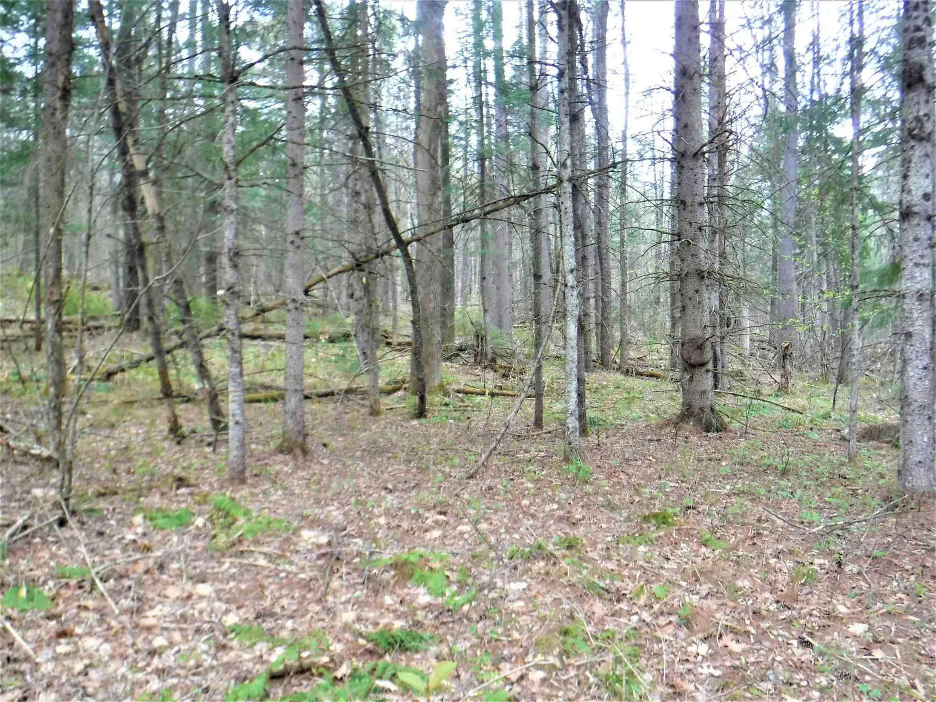 00 Symes Pond Road Ryegate VT 05042