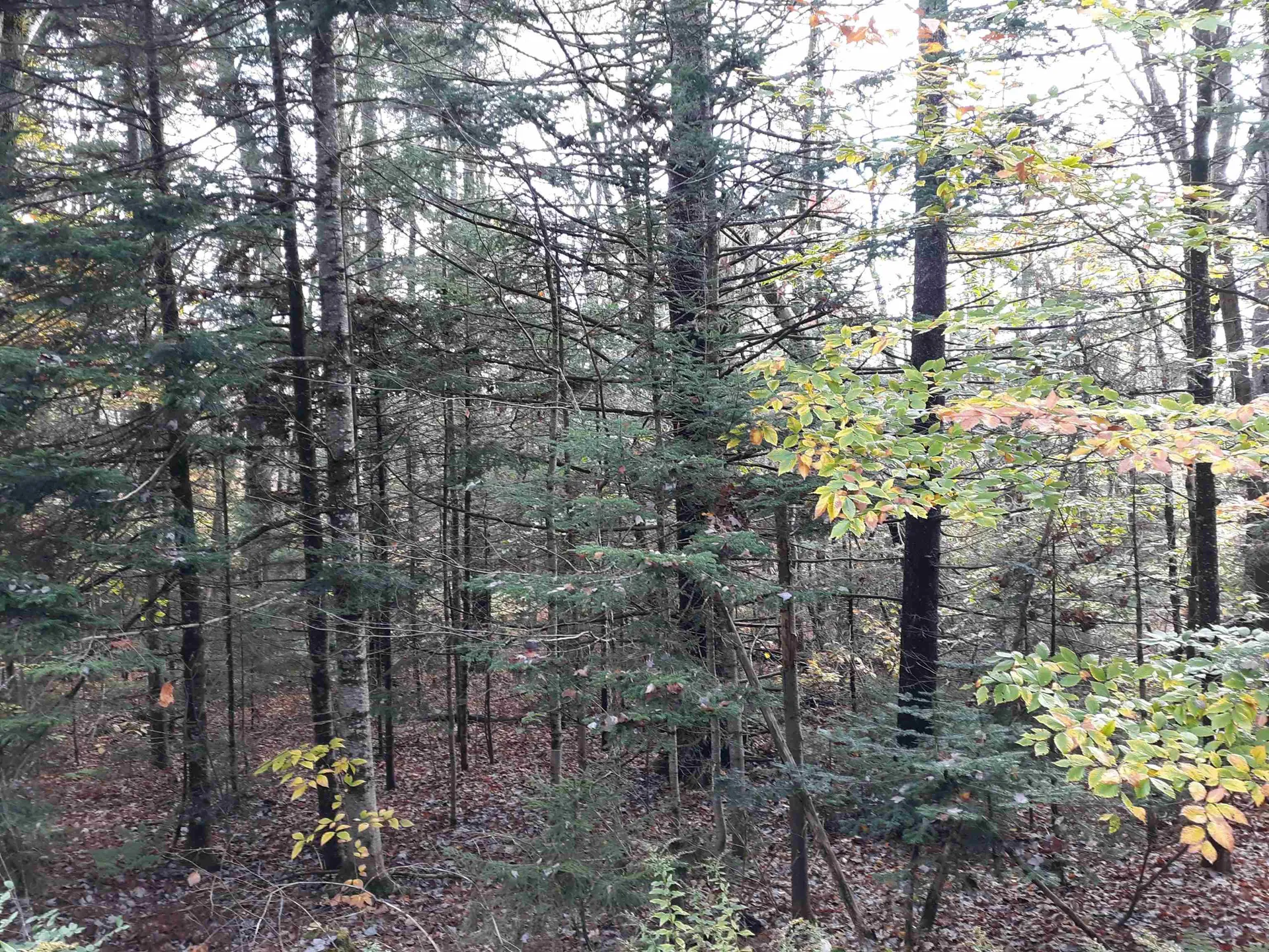 00 Bergrucken Lane Stamford VT 05352