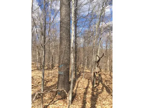 1600 Brook Road Halifax VT 05358