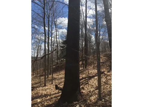 1600 Brook Road Halifax VT 05358