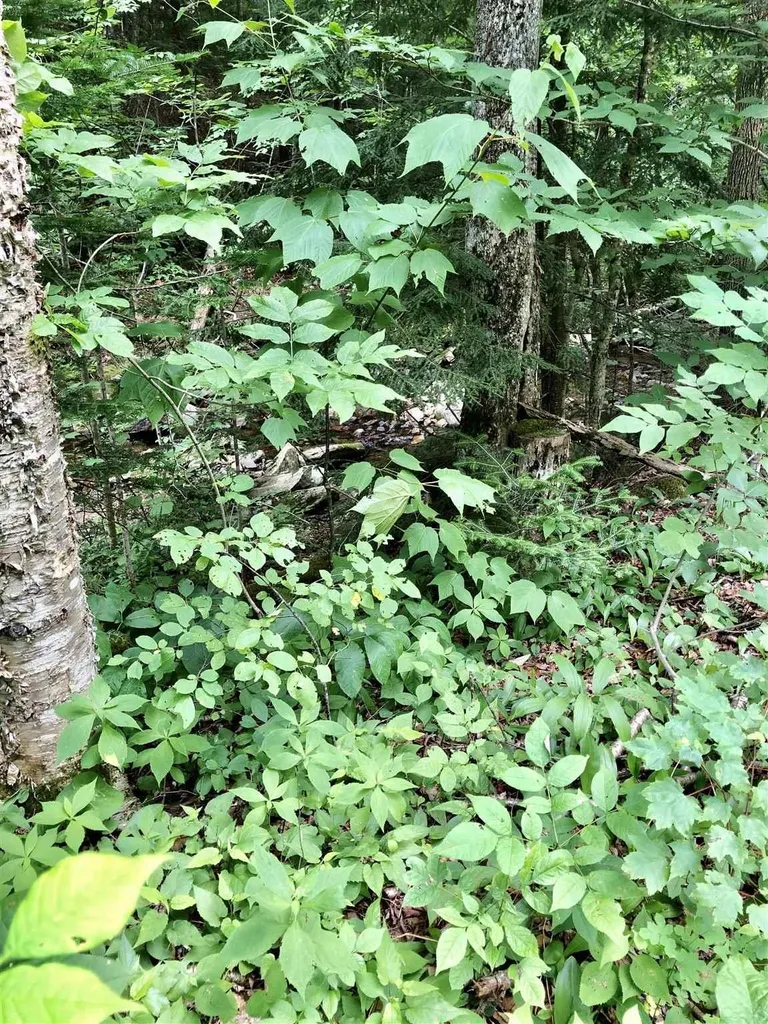 00 Route 100 Weston VT 05161