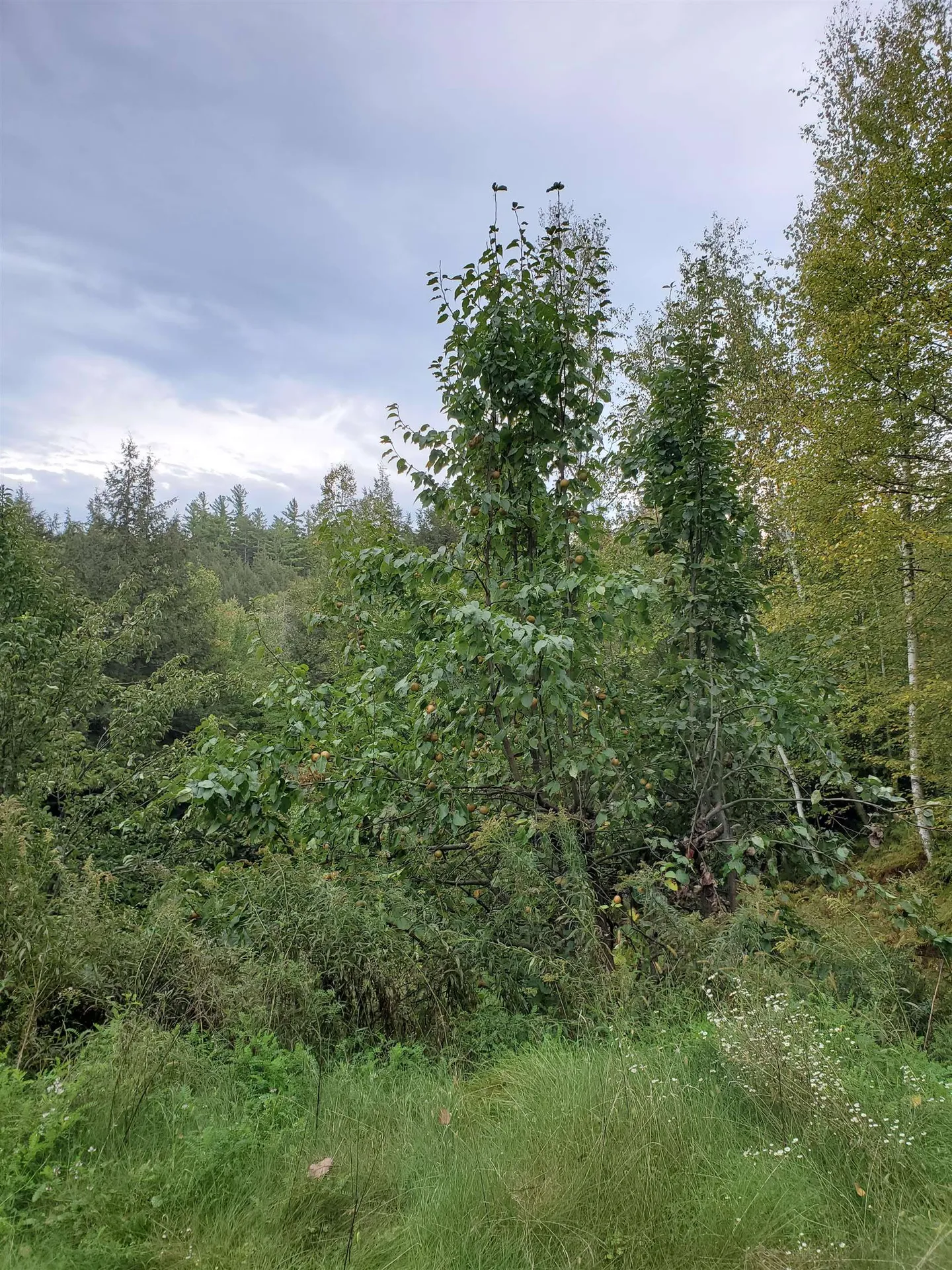 1060 Davidson Hill Road Westminster VT 05158