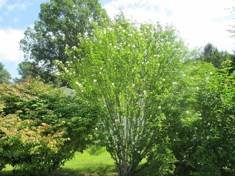 80 Birchwood Drive Hollis NH 03049