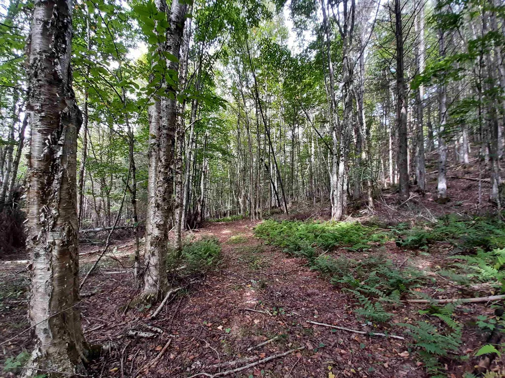 - Cedar Lane Stewartstown NH 03597