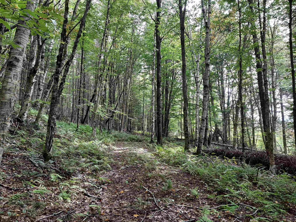 - Cedar Lane Stewartstown NH 03597