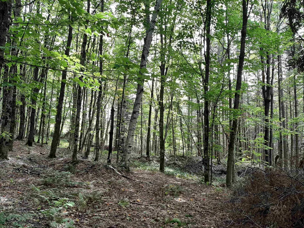 - Cedar Lane Stewartstown NH 03597