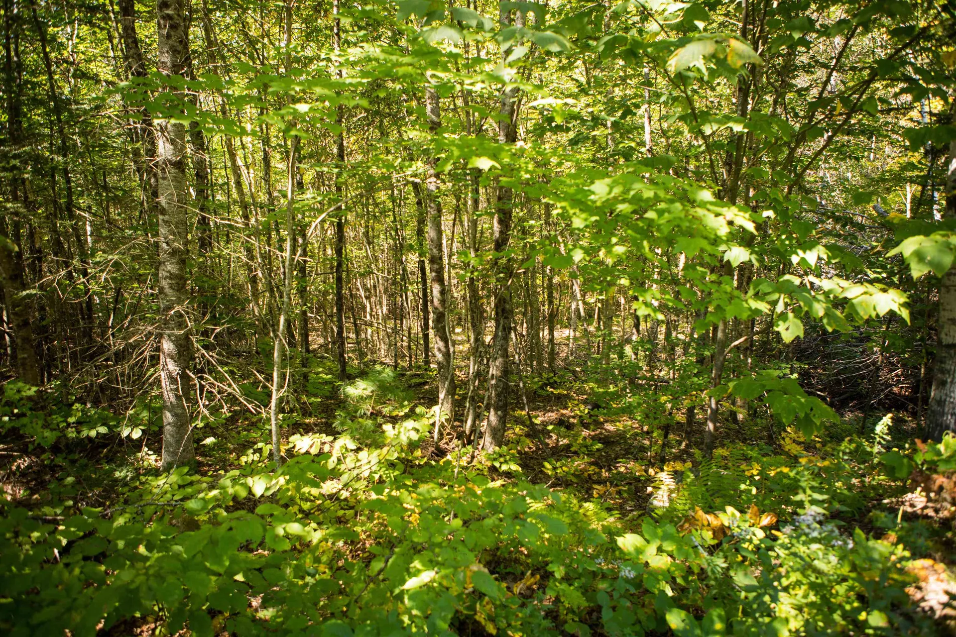 00 Buck Ridge Road Lisbon NH 03585