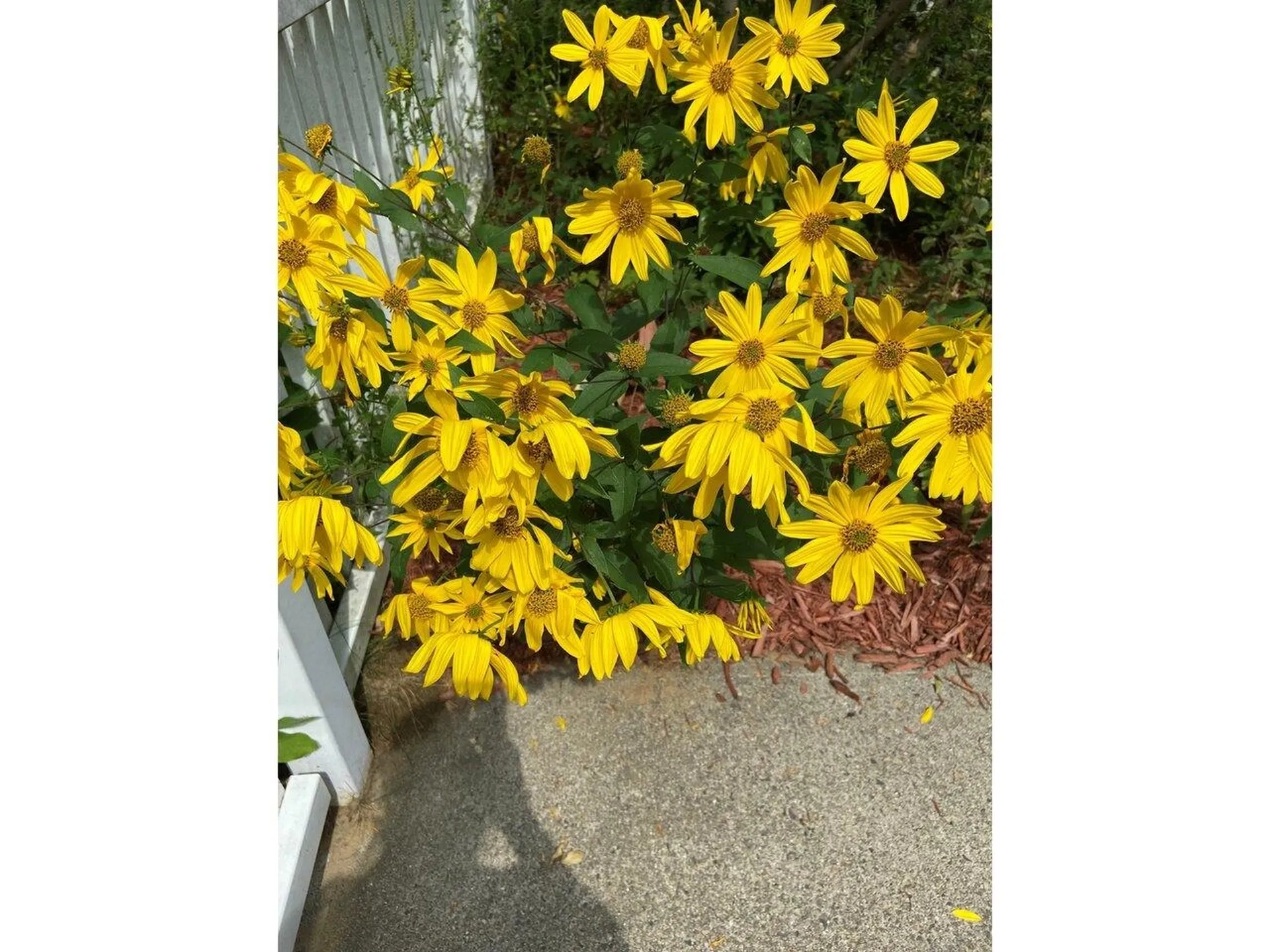 23 Red Clover Way Milton VT 05468