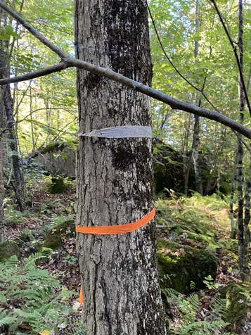 Auger Hole Road Barton VT 05822