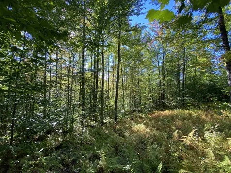 Auger Hole Road Barton VT 05822