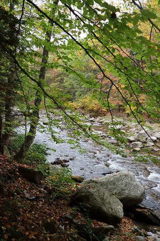 3399 Route 121 East Grafton VT 05146