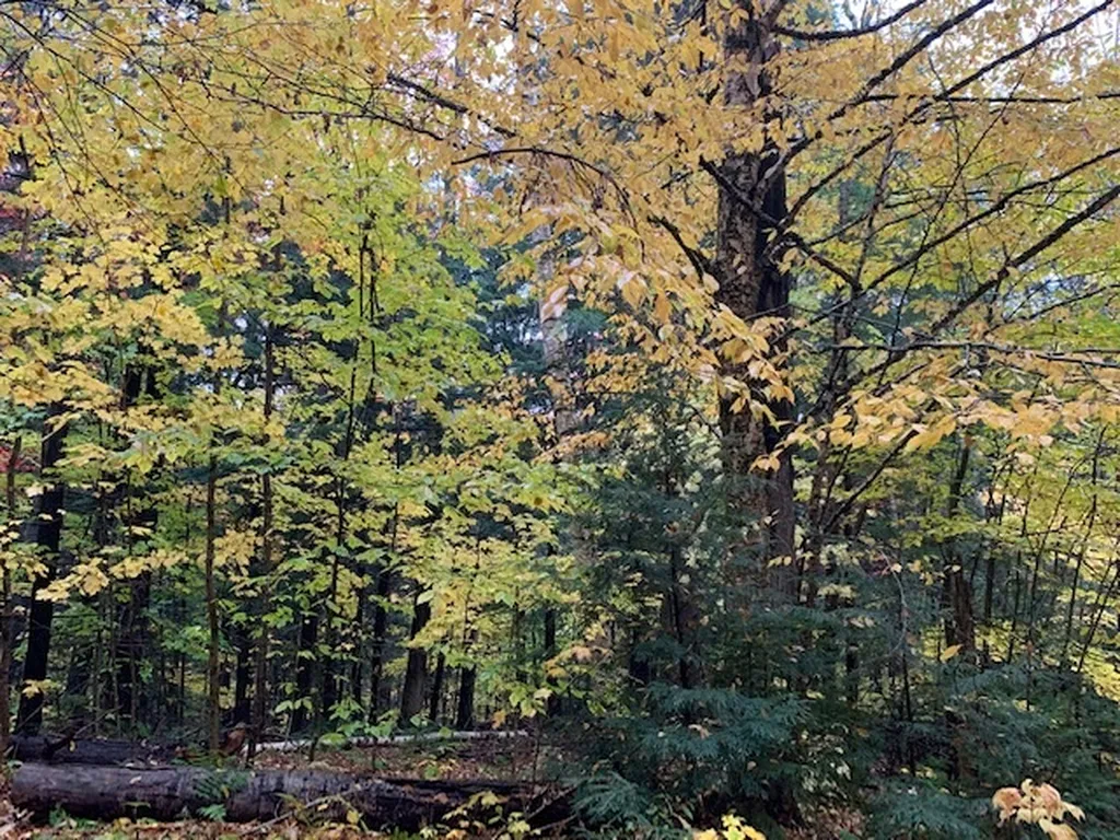470 Middletown Road Andover VT 05143
