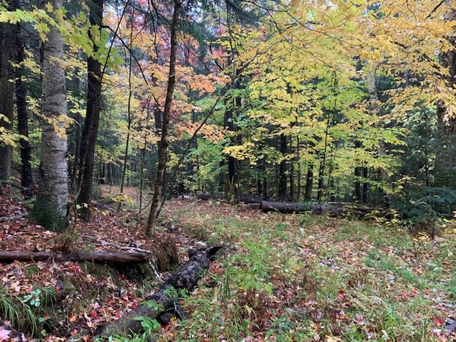 470 Middletown Road Andover VT 05143