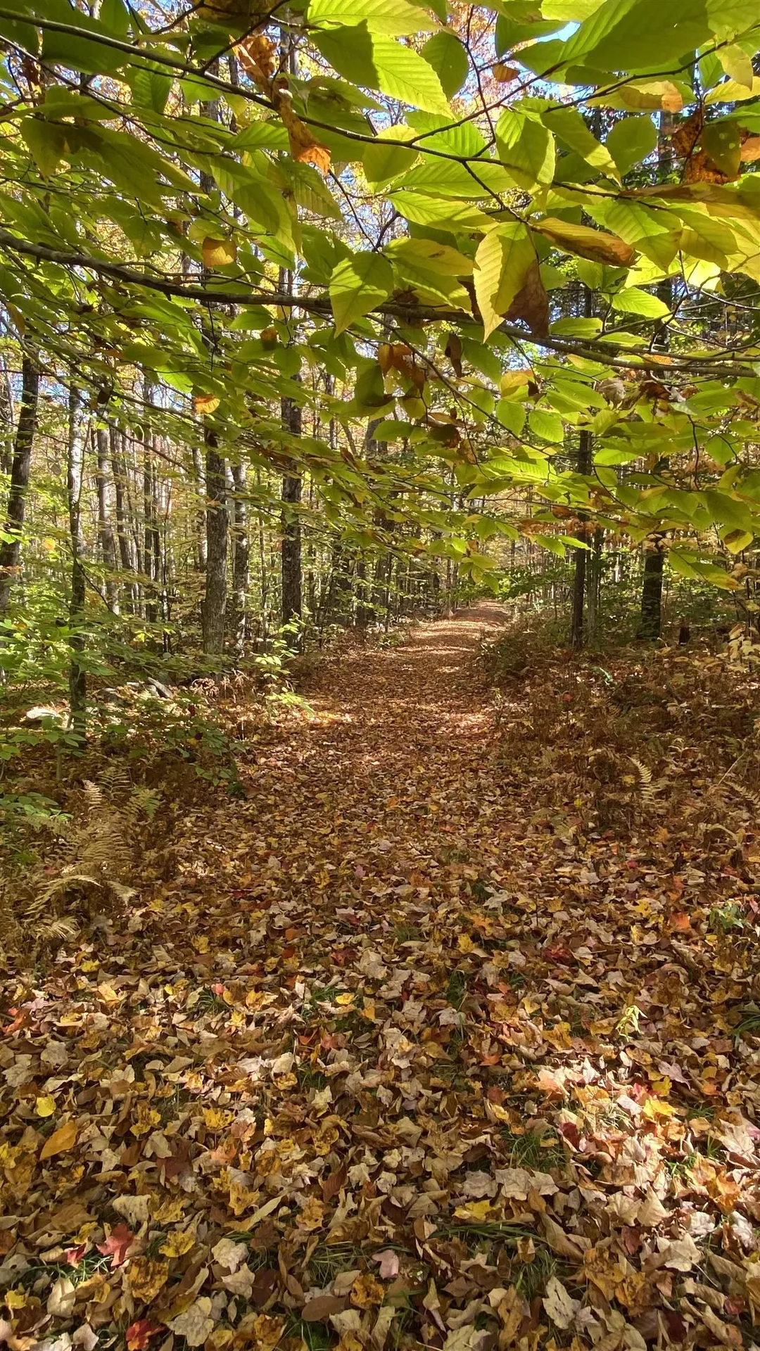 00 Curtis Hollow Road Woodstock VT 05091