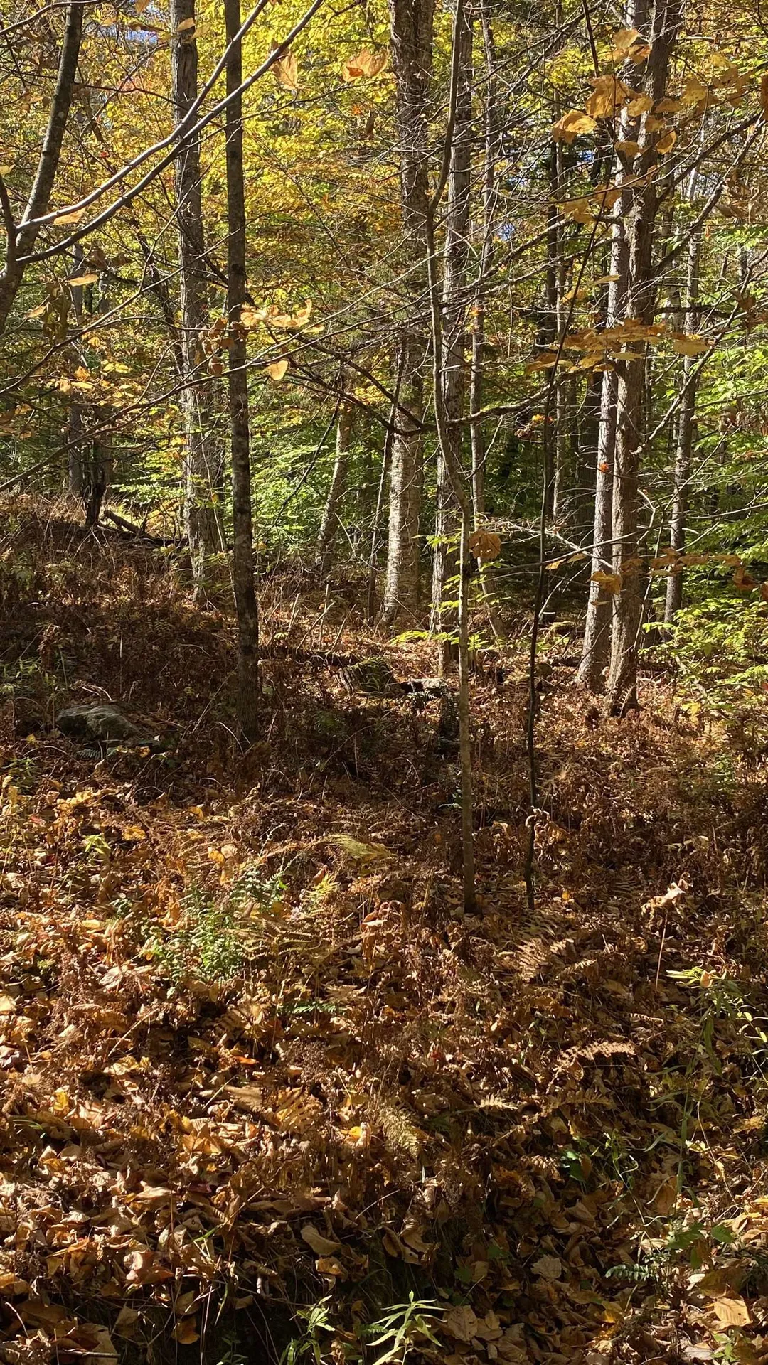 00 Curtis Hollow Road Woodstock VT 05091