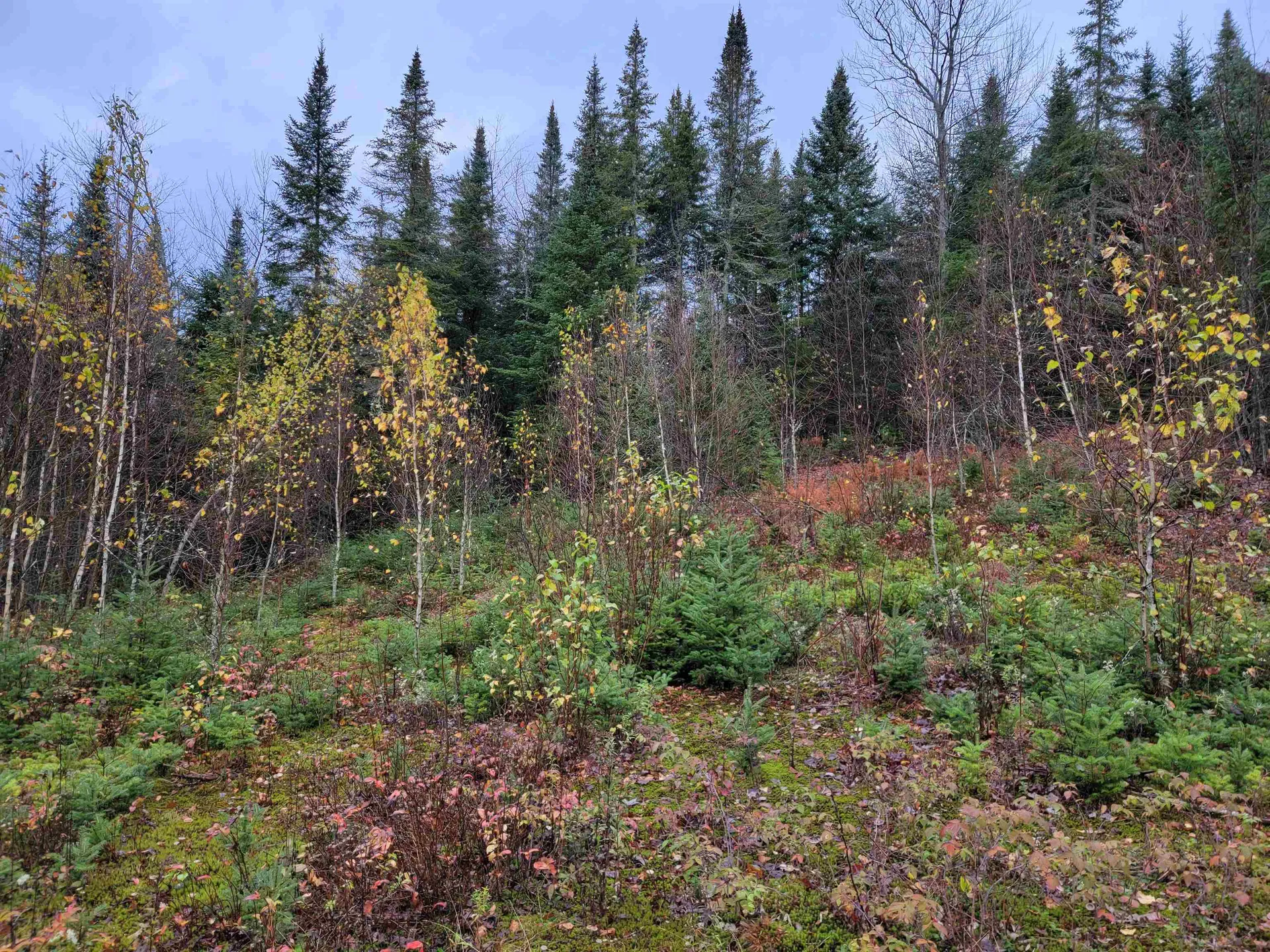 60 Owens Road Stewartstown NH 03576