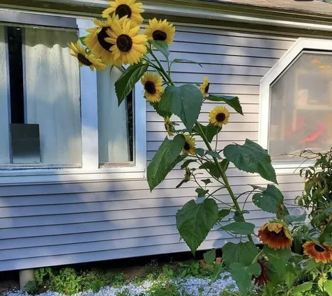3 Martin Road Deering NH 03244