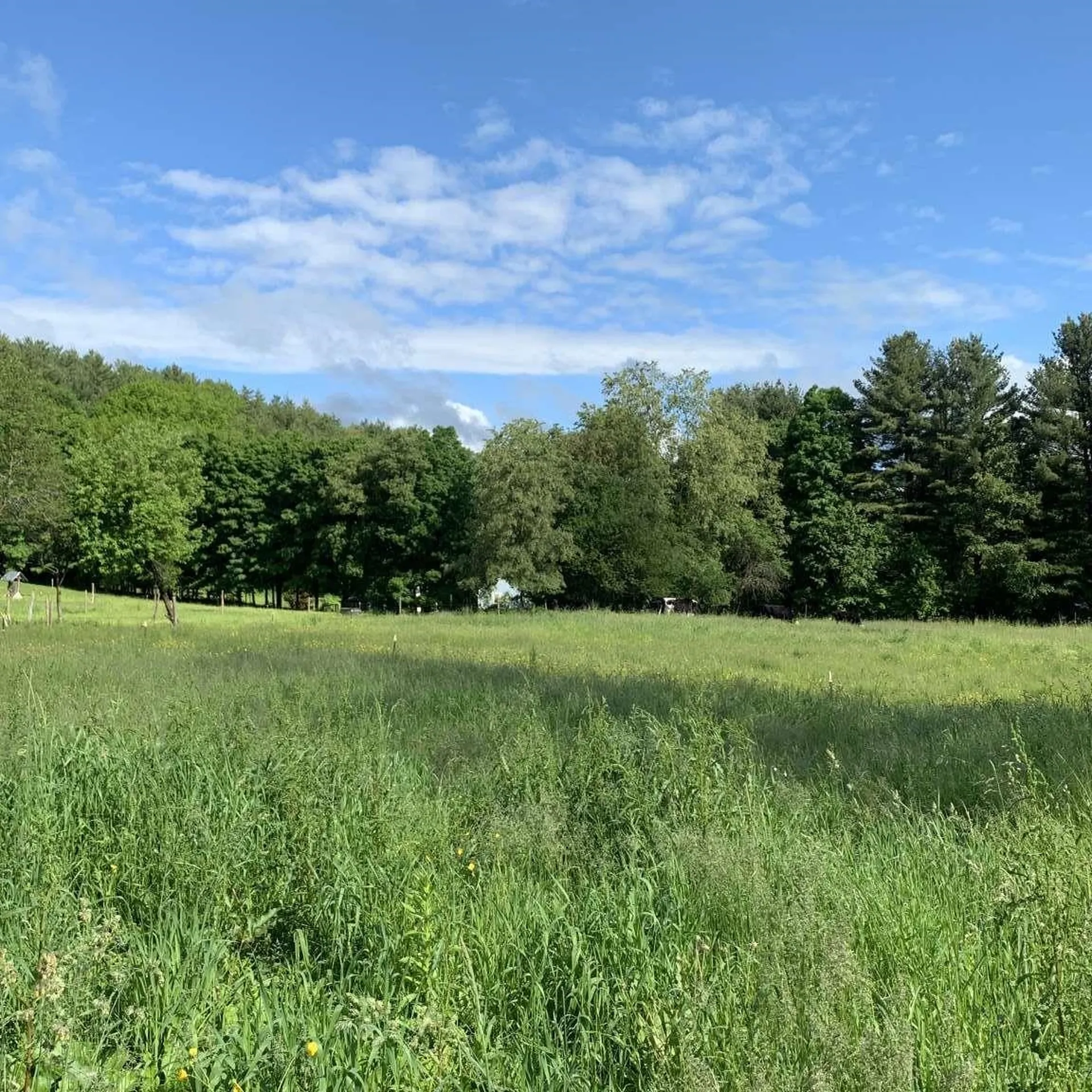 16 Spring Hill Road Putney VT 05346
