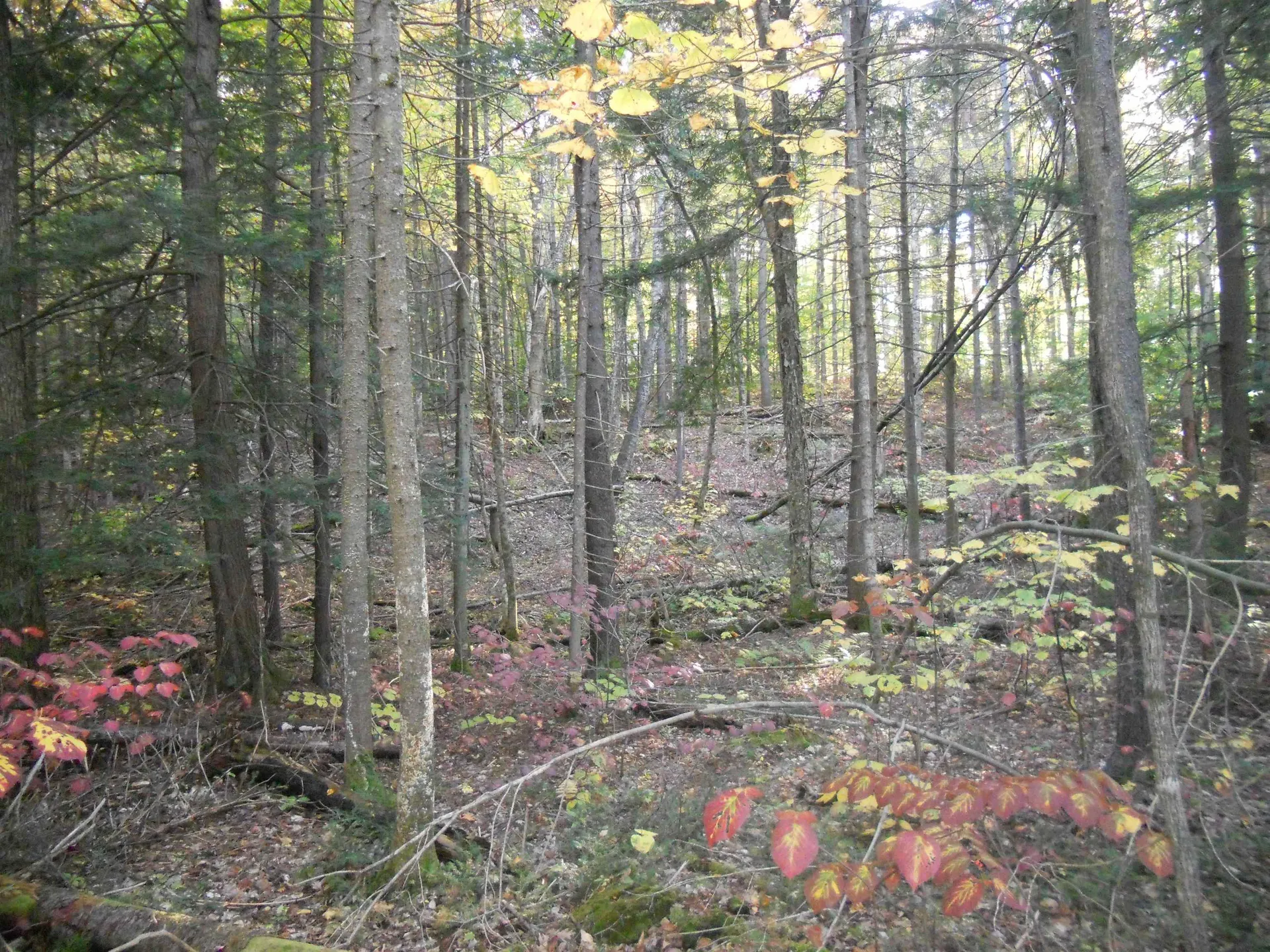 521 Miller Pond Road Grantham NH 03753