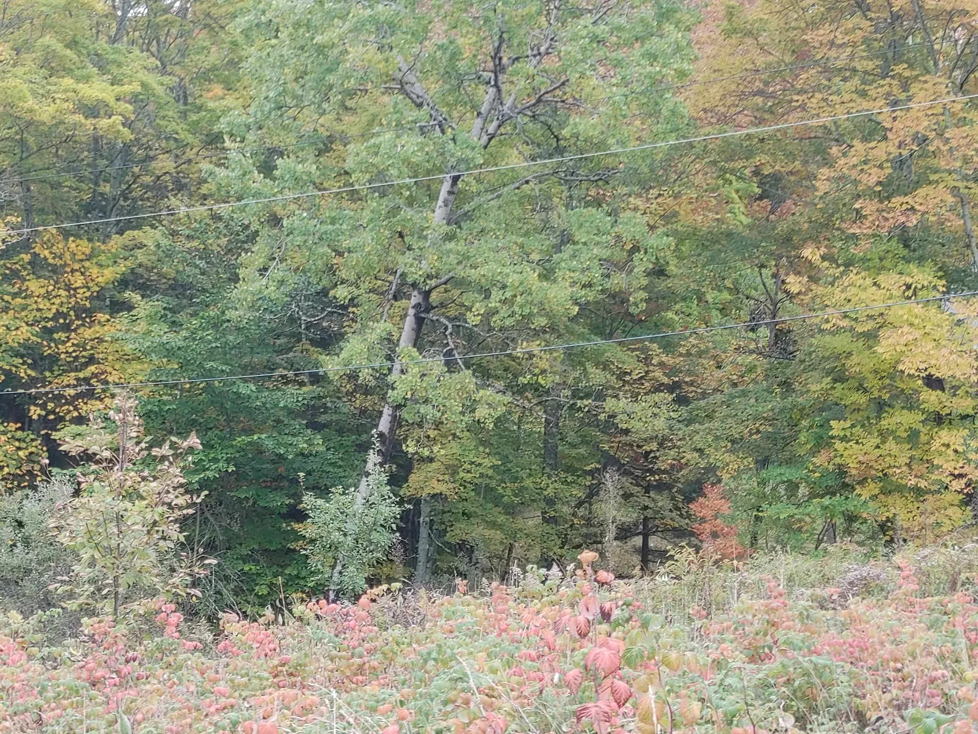0 Emerson Road Topsham VT 05076