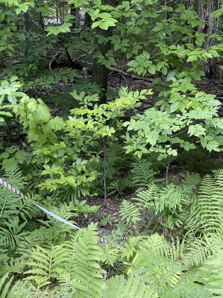 Lot 59 Edie Lane Jamaica VT 05343