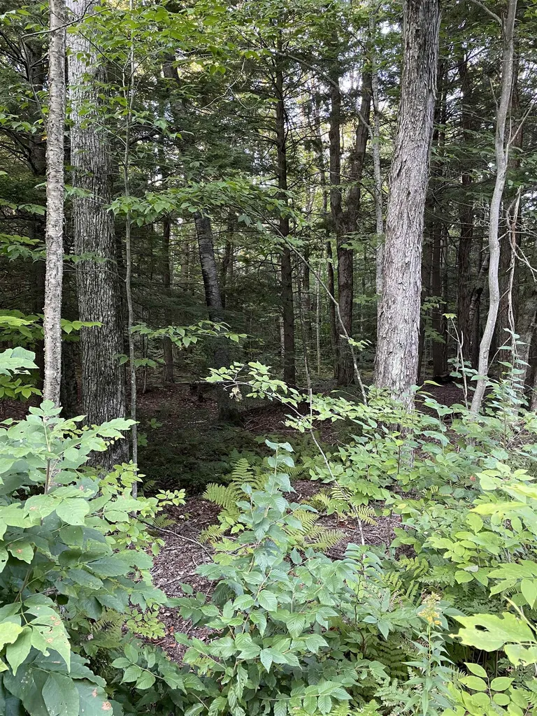 Lot 59 Edie Lane Jamaica VT 05343
