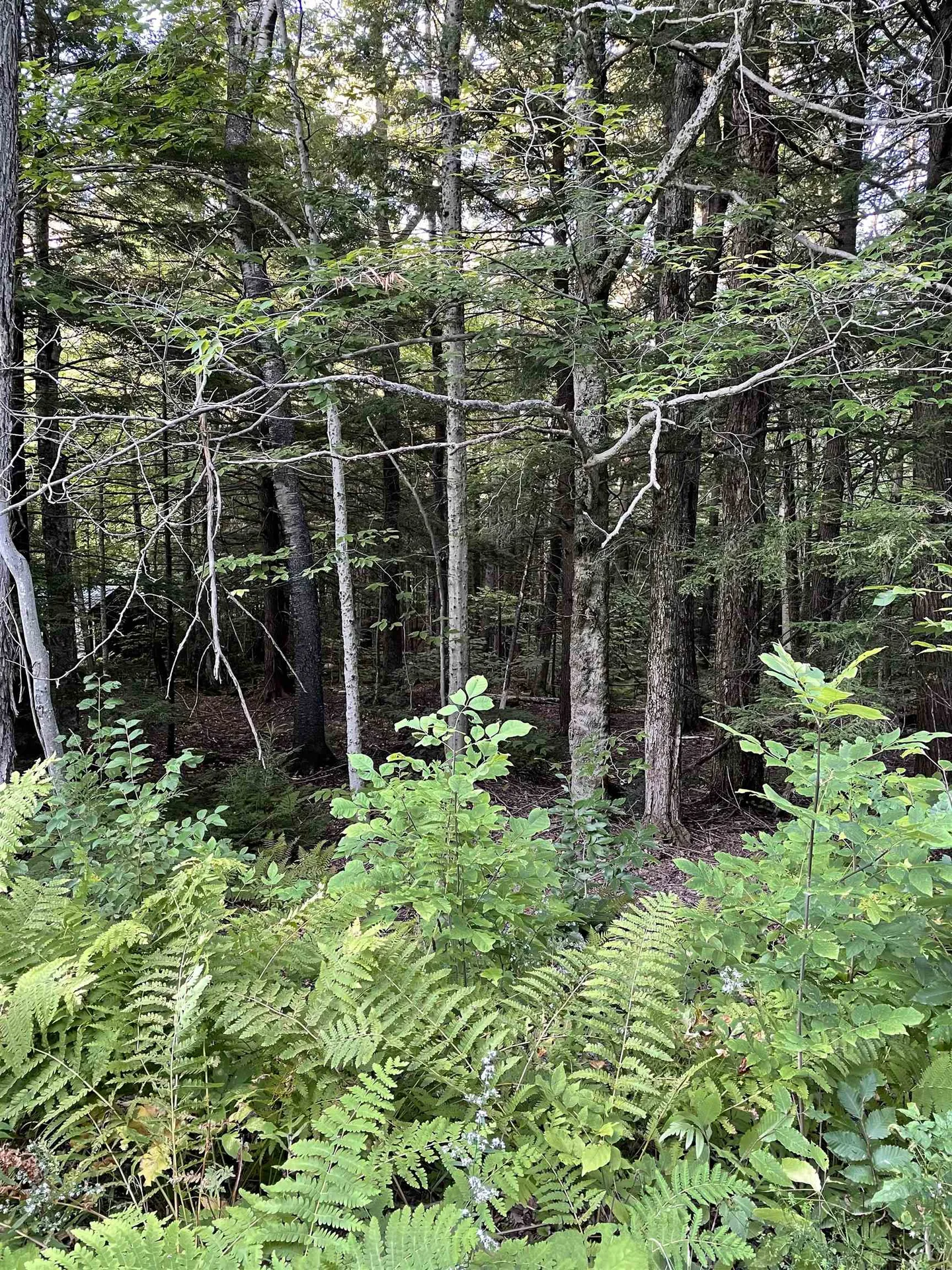 Lot 59 Edie Lane Jamaica VT 05343