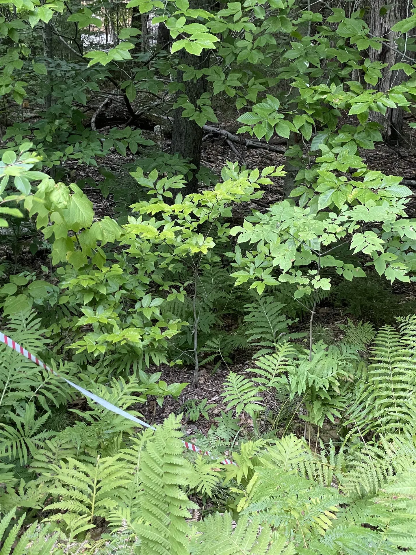 Lot 59 Edie Lane Jamaica VT 05343